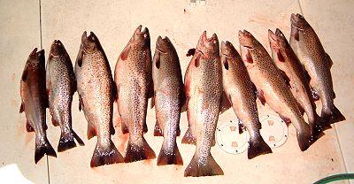 A nice bunch of Brown Trout caught while charter fishing around Kenosha Wisconsin. Fall of 2008