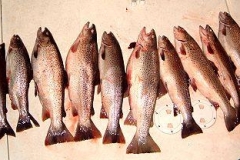 A nice bunch of Brown Trout caught while charter fishing around Kenosha Wisconsin. Fall of 2008